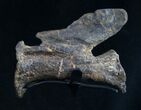 Diplodocus Caudal Vertebra - Dana Quarry #10107-6